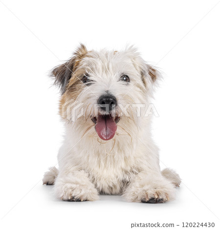 Jack Russell dog on white background 120224430