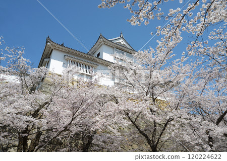 春 津山城備中櫓 岡山縣津山市 春 津山城備中櫓 岡山縣津山市 120224622