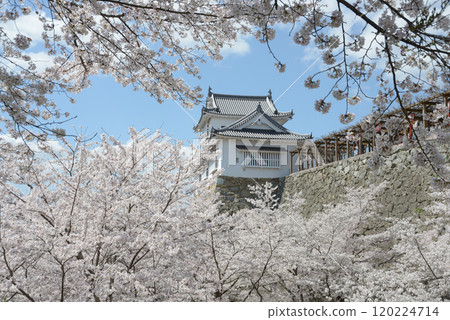 Spring in Tsuyama Castle, Bitchu Tower, Tsuyama City, Okayama Prefecture Spring in Tsuyama Castle, Bitchu Tower, Tsuyama City, Okayama Prefecture 120224714