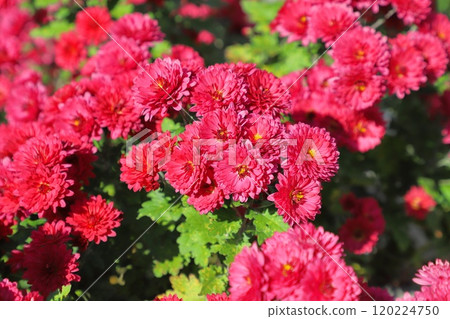 盛開的紅菊花（翠菊） 120224750