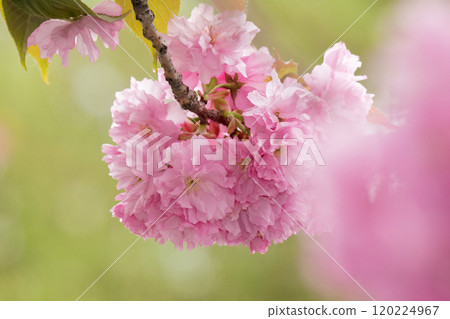 twig of sakura in full blossom closeup view. japanese culture. beautiful nature background in spring season. exquisite tenderness twig of sakura in full blossom closeup view. japanese culture. beautiful nature background in spring season. exquisite tenderness 120224967