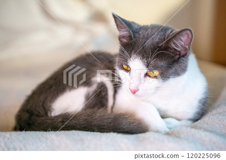 Cat, White, Gray - Cute Kitten Relaxing on Bed in Home Setting Cat, White, Gray - Cute Kitten Relaxing on Bed in Home Setting 120225096