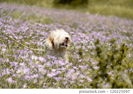 Dog walks in park in clearing among wild flowers and grass. Natural background with cute white dog puppy sitting on a summer Sunny meadow surrounded by flowers. 120225097