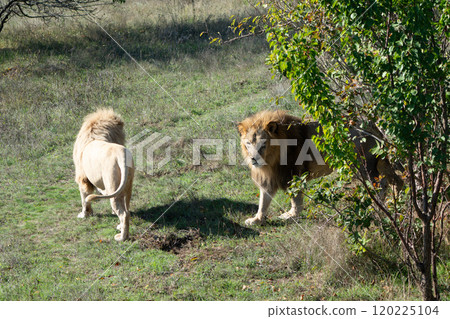 Lions Safari Park South Africa Wildlife 120225104
