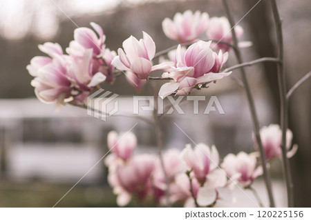 A bunch of pink flowers are in bloom A bunch of pink flowers are in bloom 120225156
