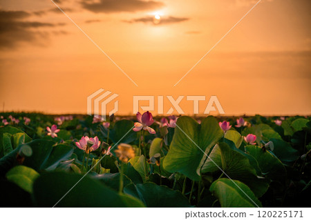Sunrise in the field of lotuses, Pink lotus Nelumbo nucifera sways in the wind. Against the background of their green leaves. Lotus field on the lake in natural environment. Sunrise in the field of lotuses, Pink lotus Nelumbo nucifera sways in the wind. Against the background of their green leaves. Lotus field on the lake in natural environment. 120225171