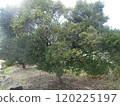 A very lush shrub (feels full of vitality) 120225197