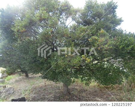 A very lush shrub (feels full of vitality) A very lush shrub (feels full of vitality) 120225197