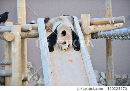 Nagahama getting a snack from the slide Nagahama getting a snack from the slide 120225270
