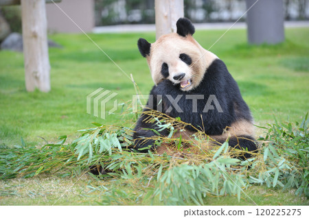 Yoshihama eating bamboo deliciously 120225275