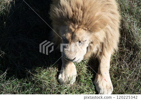 Lion, Grass, South Africa - White lion resting in grass, a rare color morph. Lion, Grass, South Africa - White lion resting in grass, a rare color morph. 120225342
