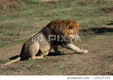 Lion Safari Grassland Resting - A majestic male lion sits and rests in the grass, demonstrating the power and grace of these magnificent creatures. Lion Safari Grassland Resting - A majestic male lion sits and rests in the grass, demonstrating the power and grace of these magnificent creatures. 120225343