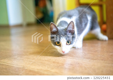 Cat, Walking, Floor - A close-up of a gray and white cat walking on a wooden floor. Cat, Walking, Floor - A close-up of a gray and white cat walking on a wooden floor. 120225431