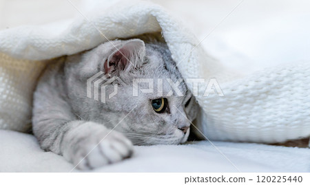 Cat Blanket Bed Cozy - A white cat relaxes under a white blanket on a bed. 120225440
