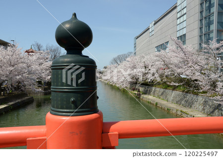 京都岡崎公園 - 運河橋的仿寶石 - 京都市左京區 120225497