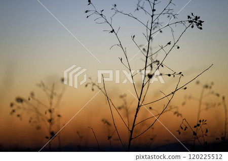 黎明前的天空和乾草 120225512