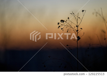 黎明前的天空和乾草 120225513