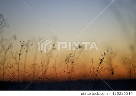 黎明前的天空和乾草 120225514