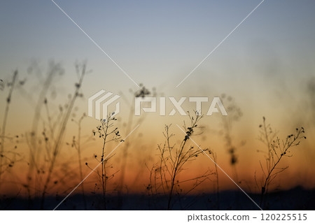 黎明前的天空和乾草 120225515