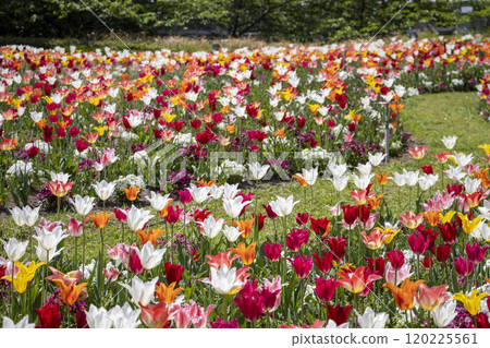 Tulip Tulip 120225561