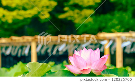 不忍池的蓮花和風鈴 120225700