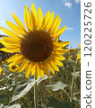 Sunflowers blooming vigorously 120225726