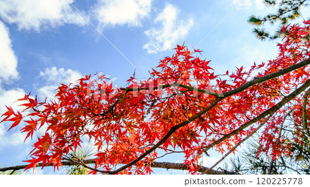 Autumn leaves Autumn leaves 120225778
