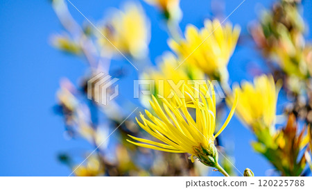 Saga chrysanthemum 120225788