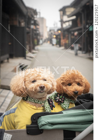 在飛驒高山與狗狗散步 120225917