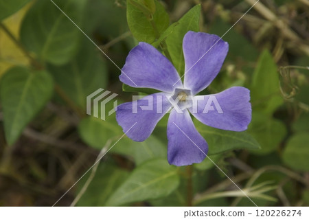 Periwinkle Periwinkle 120226274