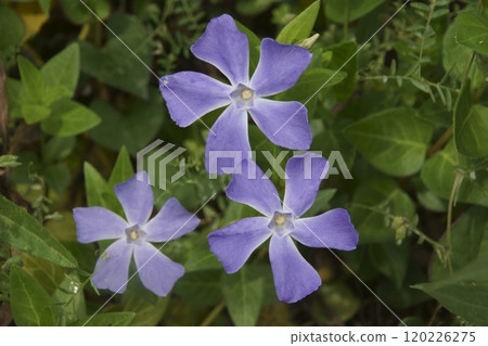 Periwinkle Periwinkle 120226275