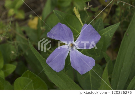 Periwinkle Periwinkle 120226276