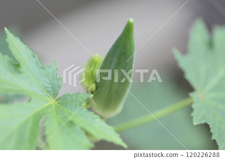 Okra fruit 120226288