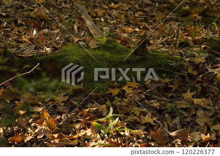 Moss illuminated by sunlight filtering through the trees Moss illuminated by sunlight filtering through the trees 120226377