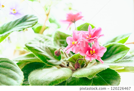 聖保羅 聖保羅 120226467