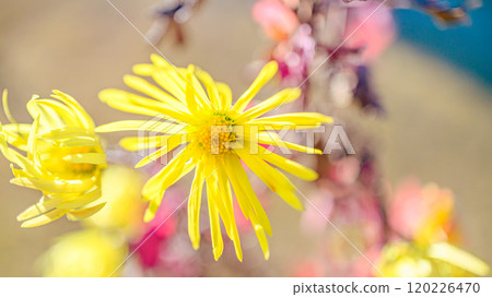 Saga chrysanthemum 120226470