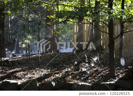 Ise Jingu Inner Shrine Precincts Light 120226525