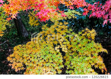 beautiful beautiful 120226615