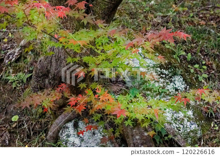 A small fall A small fall 120226616