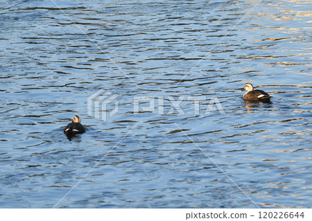 野鴨樫川 120226644