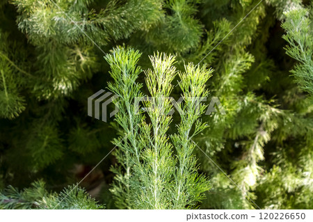 Adenanthus sericeus 具有吸引人的濃密葉子紋理和顏色。 120226650