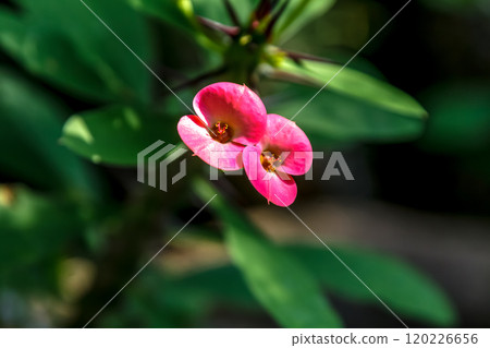 Euphorbia gottlebei, a flower that resembles a giraffe Euphorbia gottlebei, a flower that resembles a giraffe 120226656