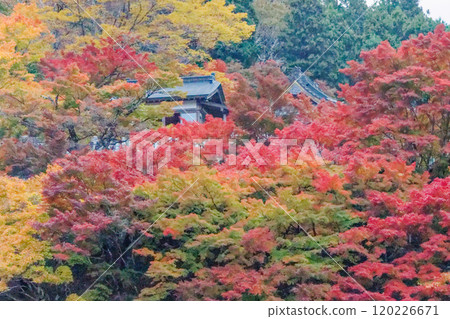 Autumn leaves and temples Autumn leaves and temples 120226671