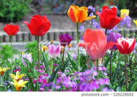 Tulips in a spring flowerbed (close-up from the side) 120226682