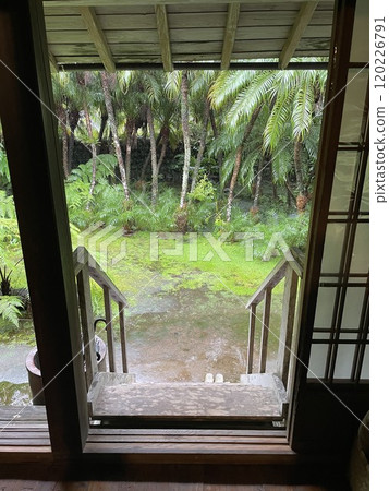 The entrance to an old house nestled deep in the forest 120226791