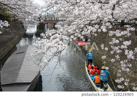 水城大垣 搭船遊覽櫻花 120226905