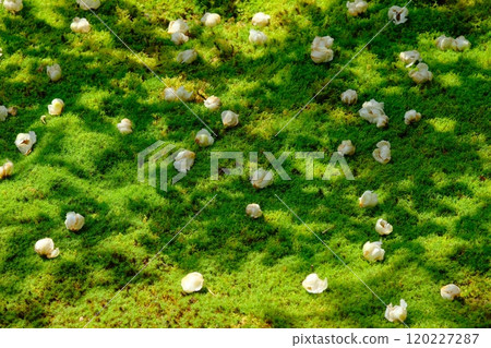 莎拉樹落花 120227287