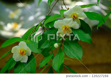 Shal tree blooming in the shade 120227288