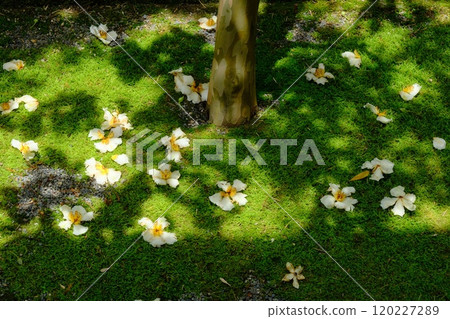 Falling Blossoms of the Sal Tree Falling Blossoms of the Sal Tree 120227289