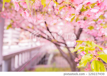 Photographing the Kawazu cherry blossoms blooming at Ichijo Modoribashi Bridge in Horikawa Shimonocho, Kamigyo Ward, Kyoto City, heralding the arrival of spring Photographing the Kawazu cherry blossoms blooming at Ichijo Modoribashi Bridge in Horikawa Shimonocho, Kamigyo Ward, Kyoto City, heralding the arrival of spring 120227430